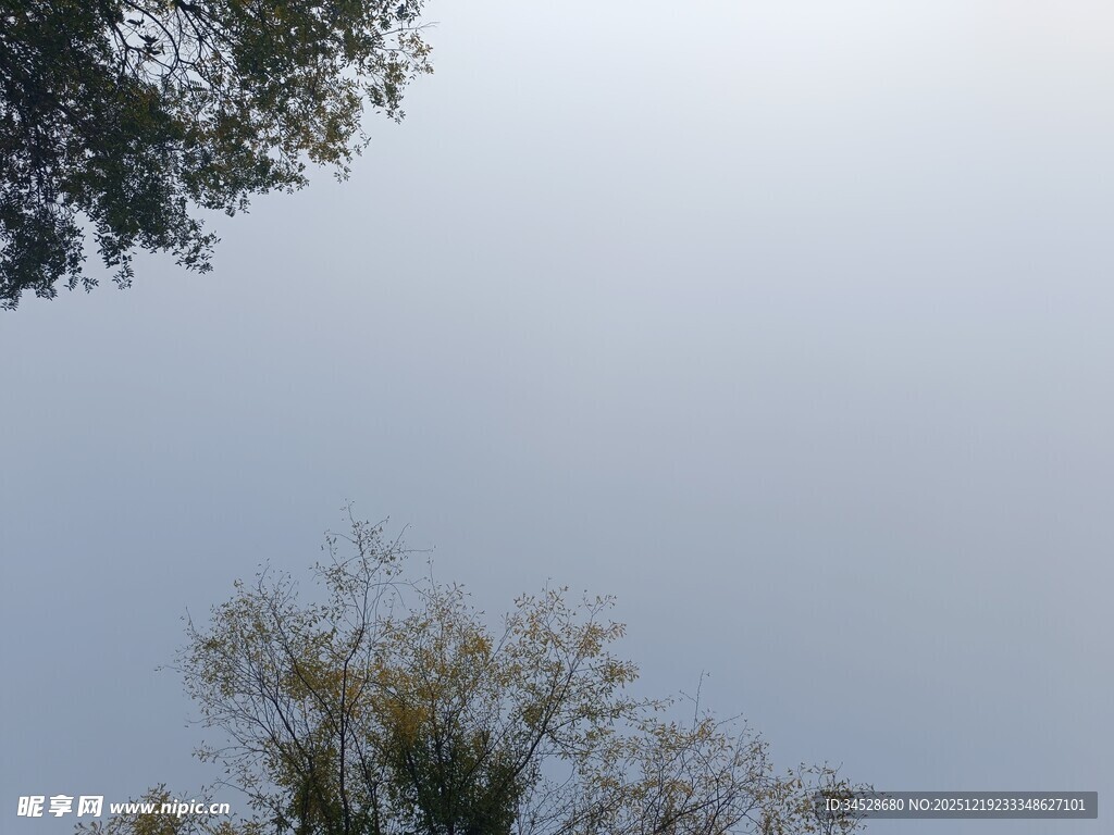 仰视天空中的树木枝叶