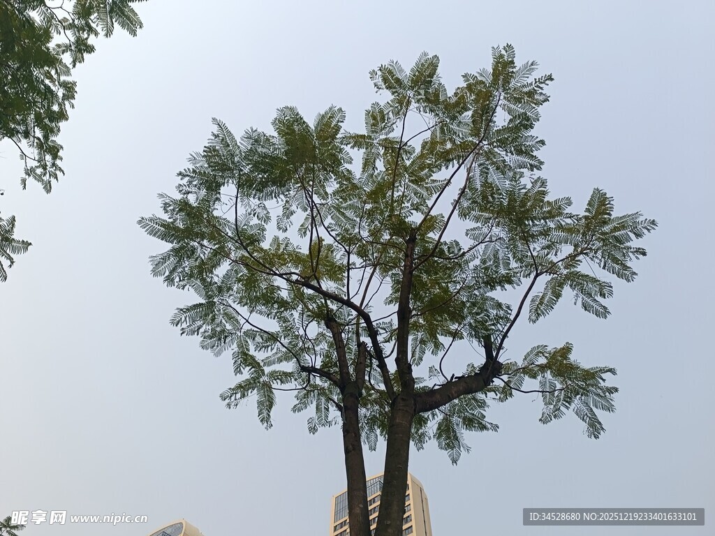 挺拔大树于蓝天之下