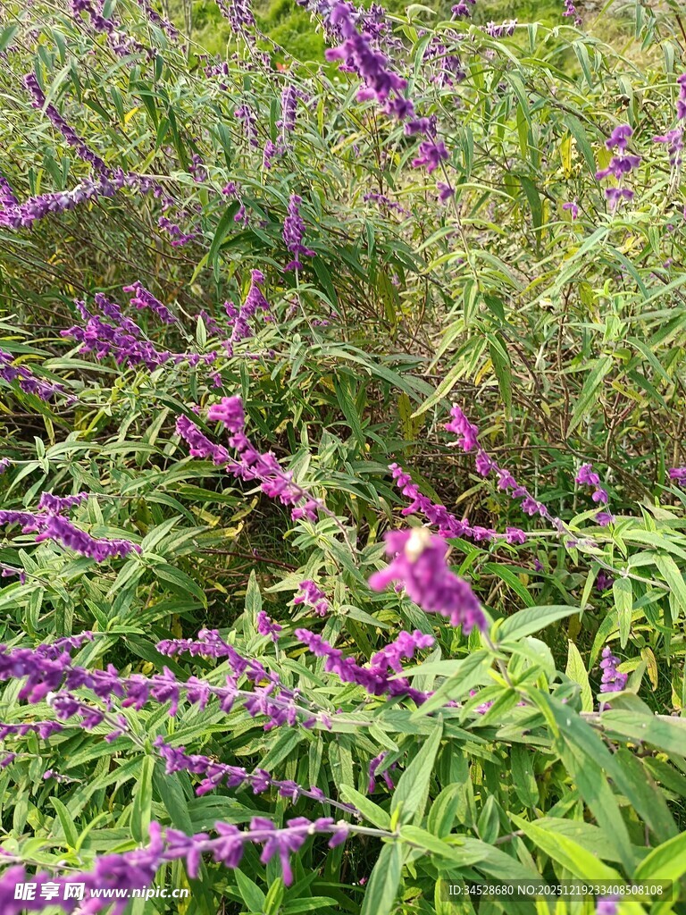 紫色花卉绽放于绿叶间