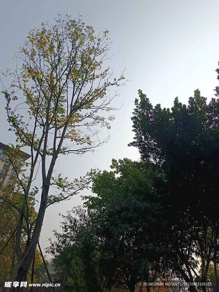 秋日树林中的挺拔树木