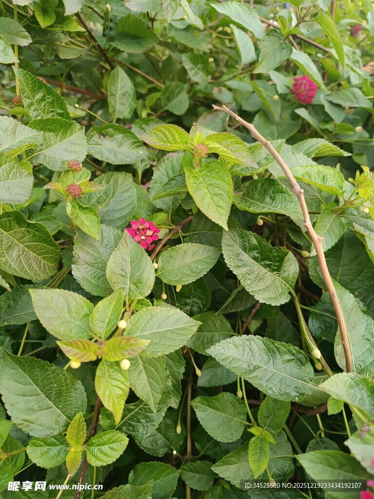 绿叶丛中的娇艳小花