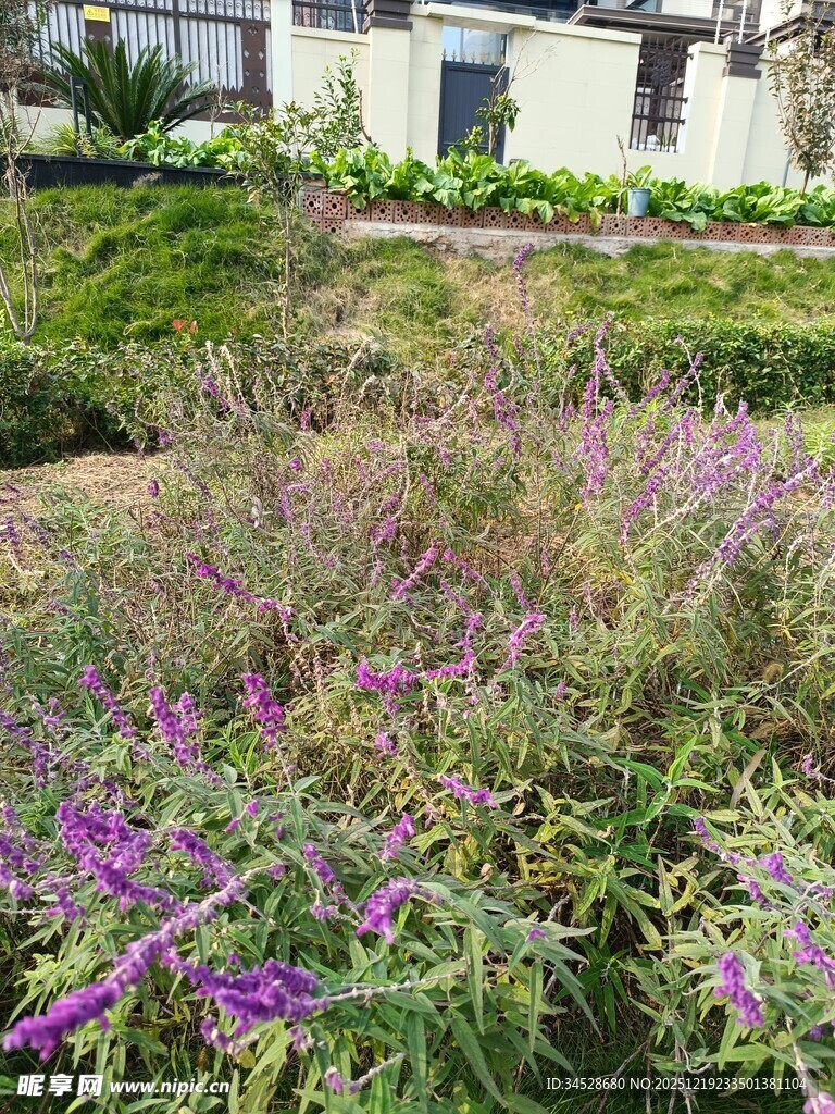 花园中的紫色花卉景观