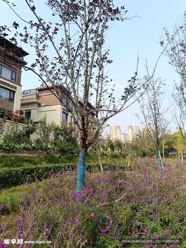 乡村春日花木繁茂景致