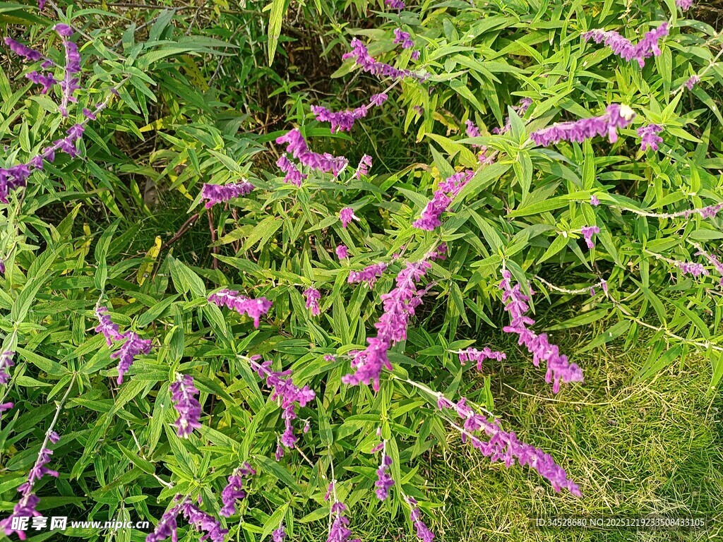 紫色穗状花草特写