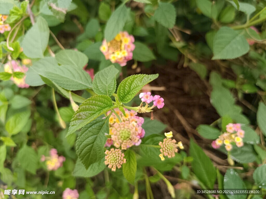 绿叶间的粉嫩小花