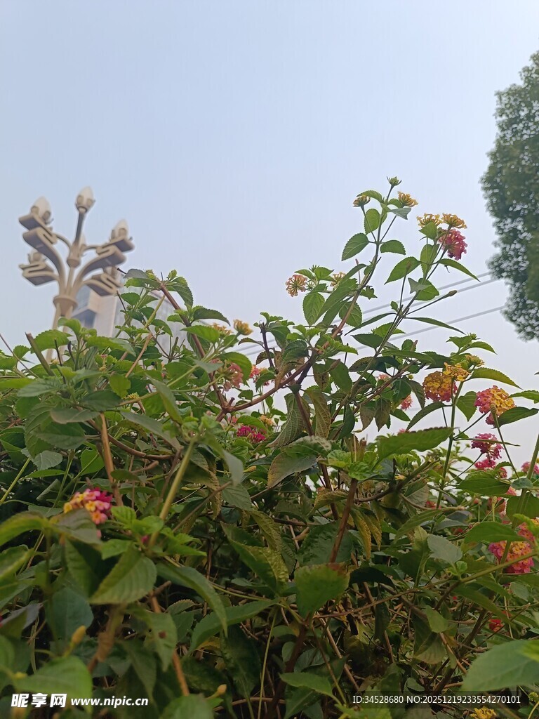 绿叶间的鲜艳果实