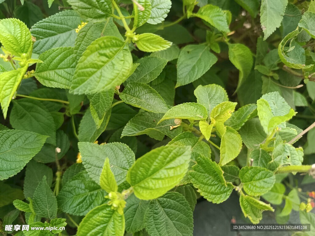 翠绿鲜嫩的绿叶植物