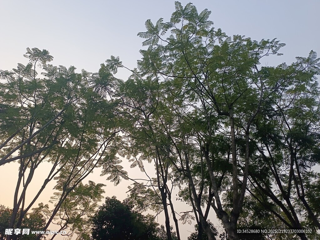 夕阳下的葱郁树木