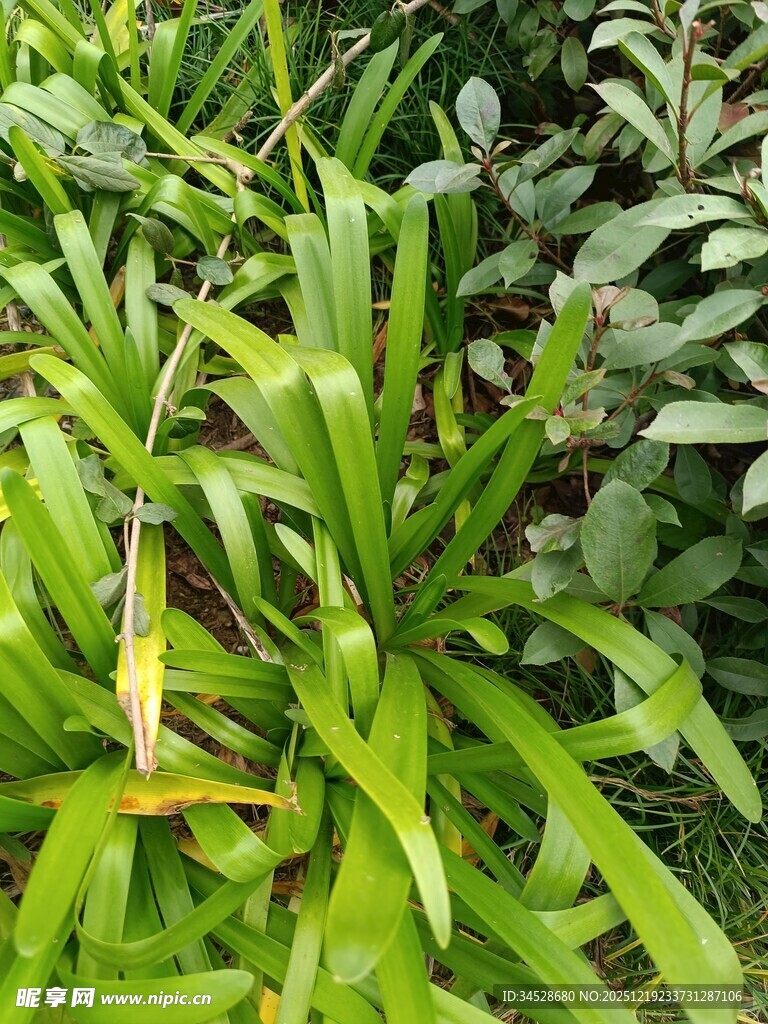 翠绿繁茂的多样植物