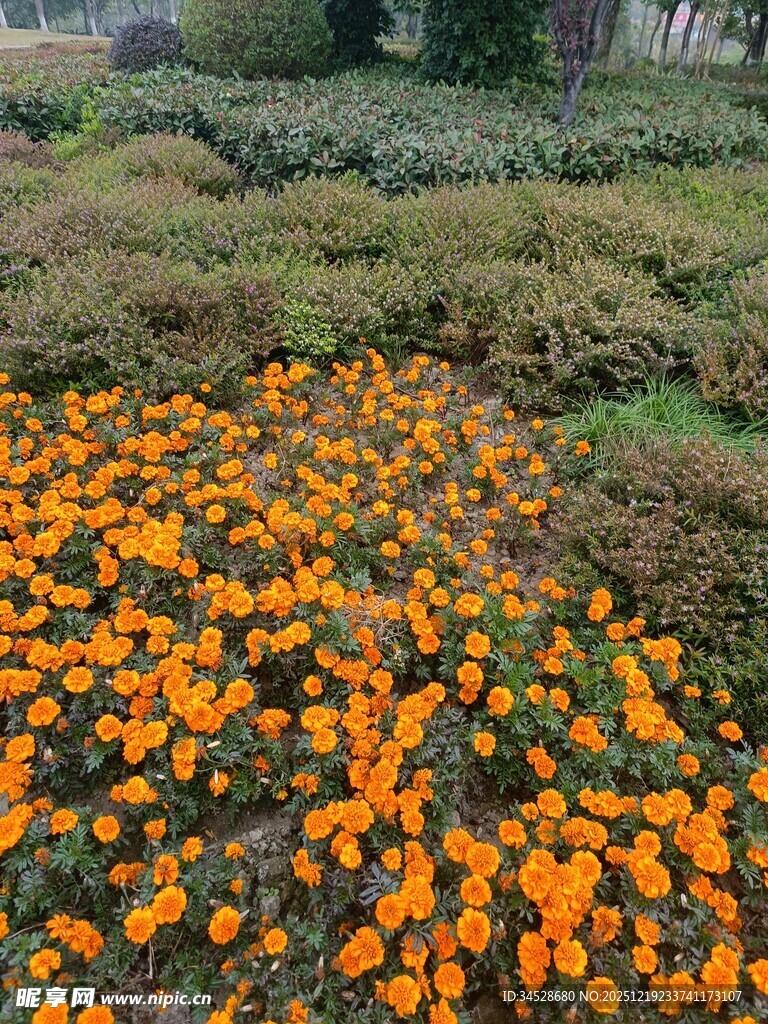 橙色花海绽放于绿地间