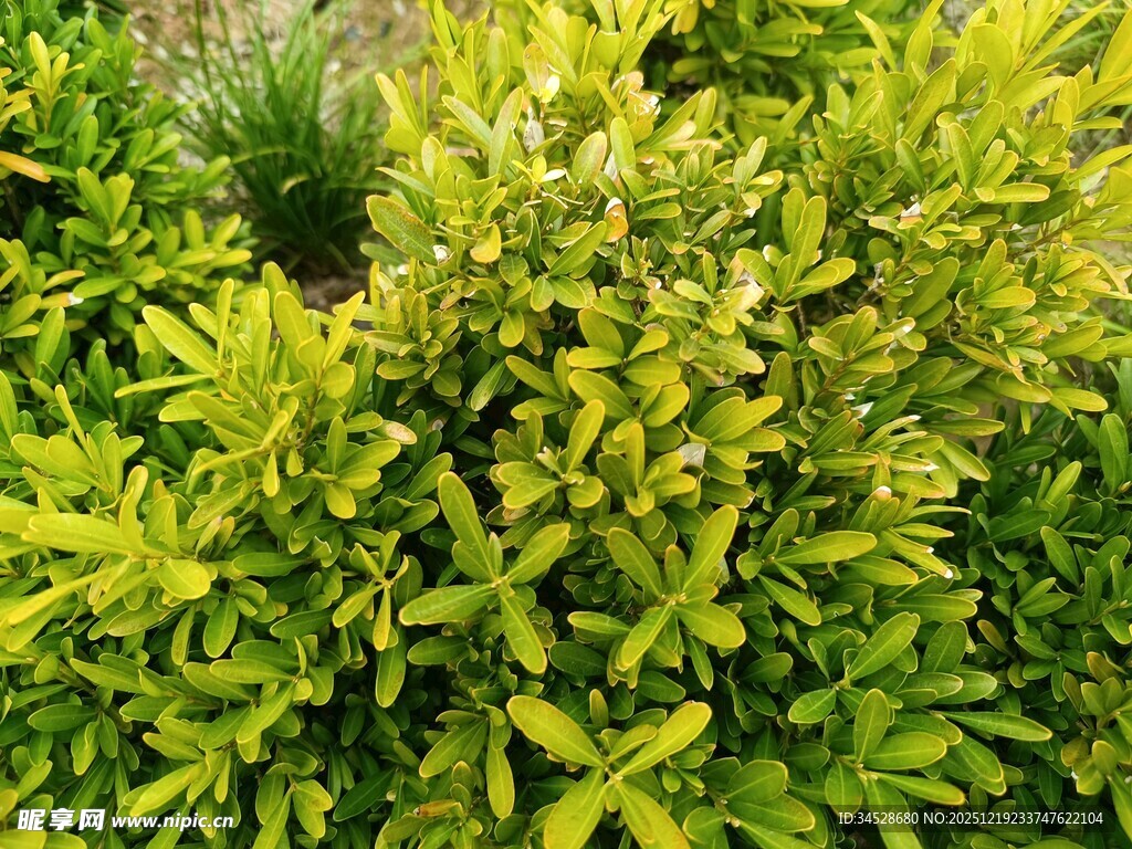 金黄绿叶植物特写