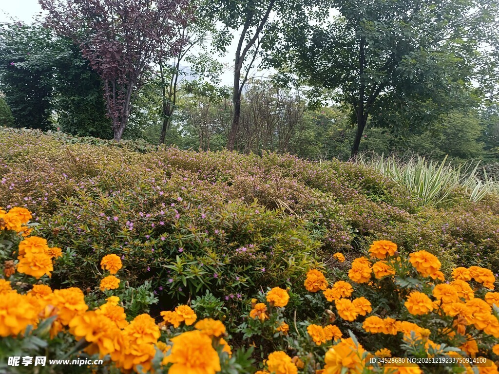 绚烂橘色花海