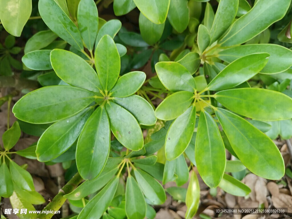 翠绿叶片的植物特写