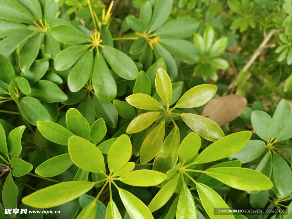 翠绿繁茂的鹅掌柴叶片