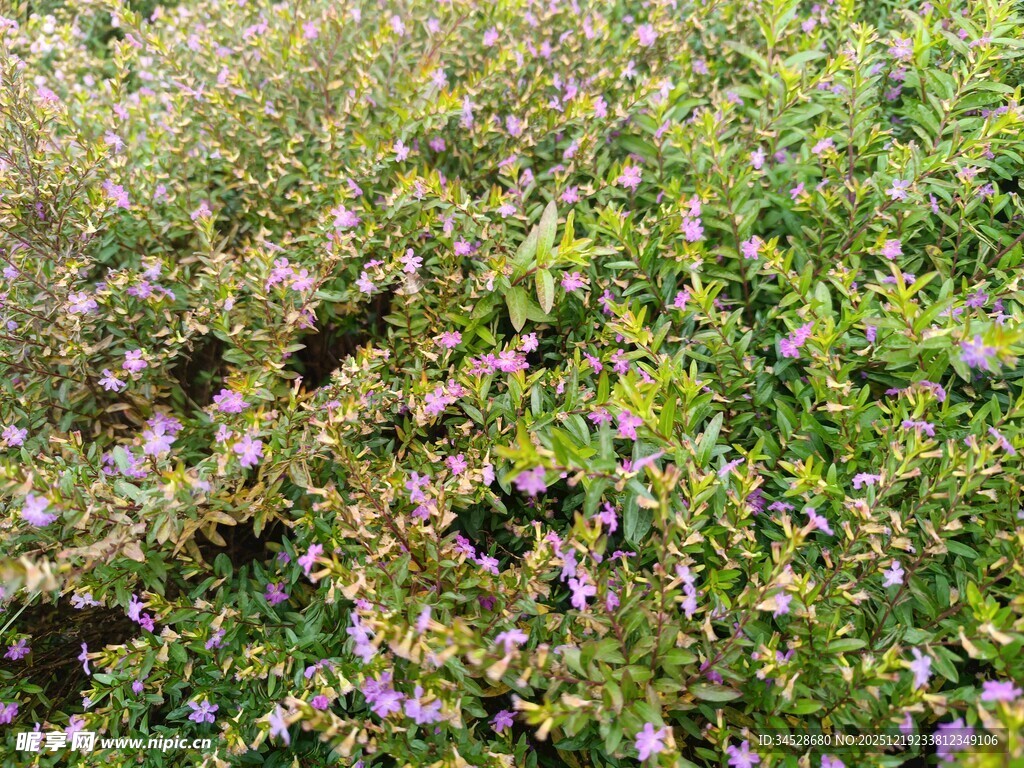 繁茂绿植与紫色小花