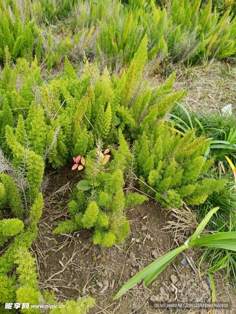翠绿丛生植物景观