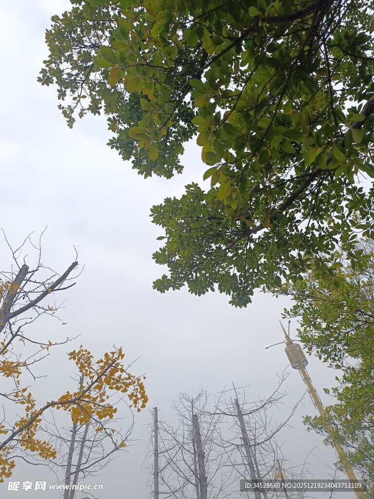 雾中树木与枝叶景观