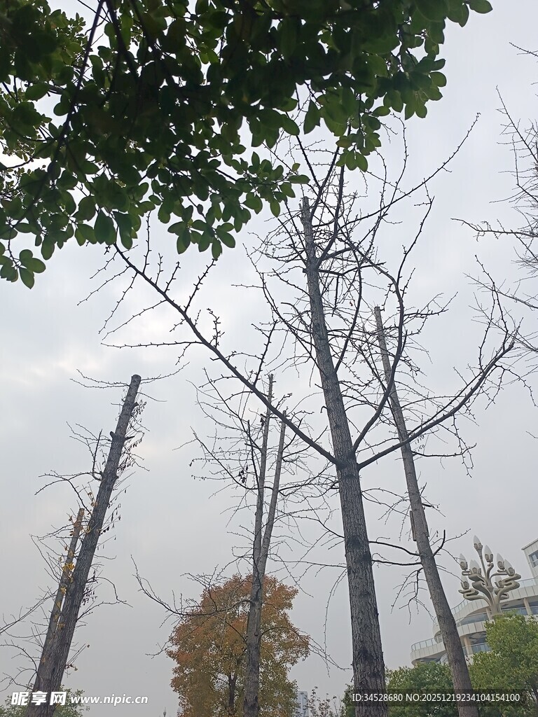 冬日光秃树木与枝叶