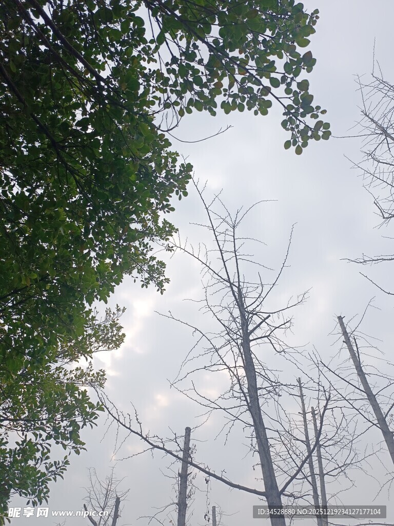 林间枯树与葱郁绿树对比