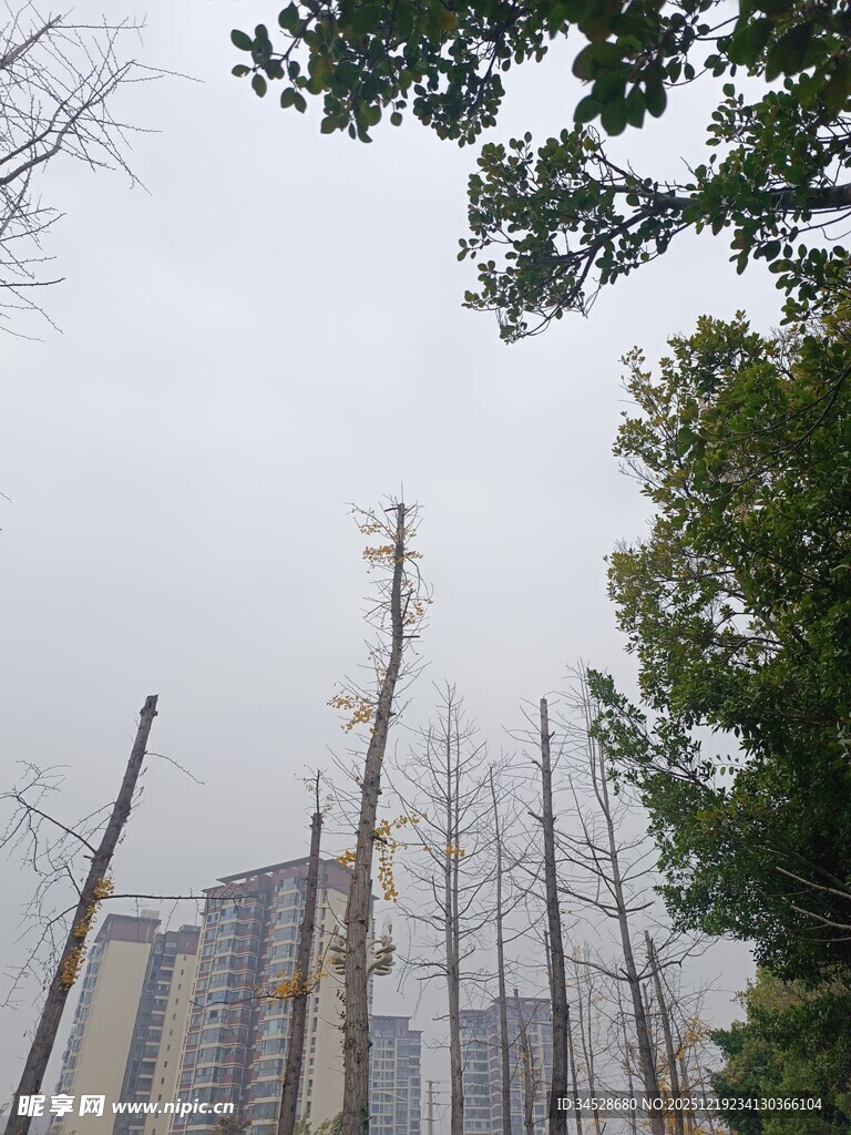 城市中光秃树木与高楼景象