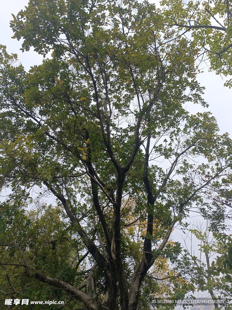 枝叶繁茂的高大树木