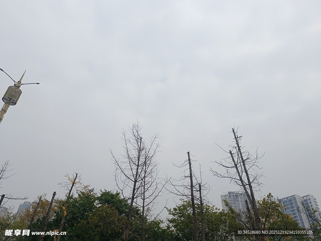 城市中光秃树木与塔吊景观