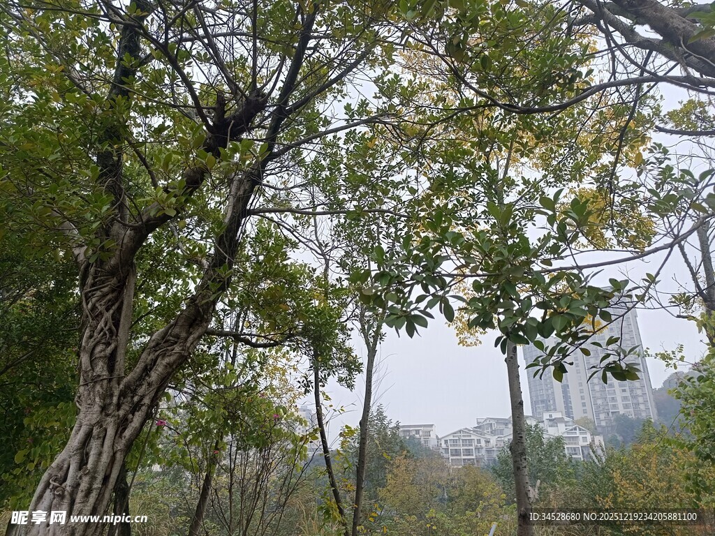 林间树木繁茂景象