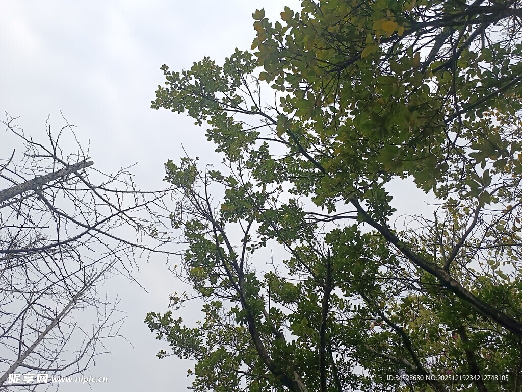 仰视树木枝叶与天空