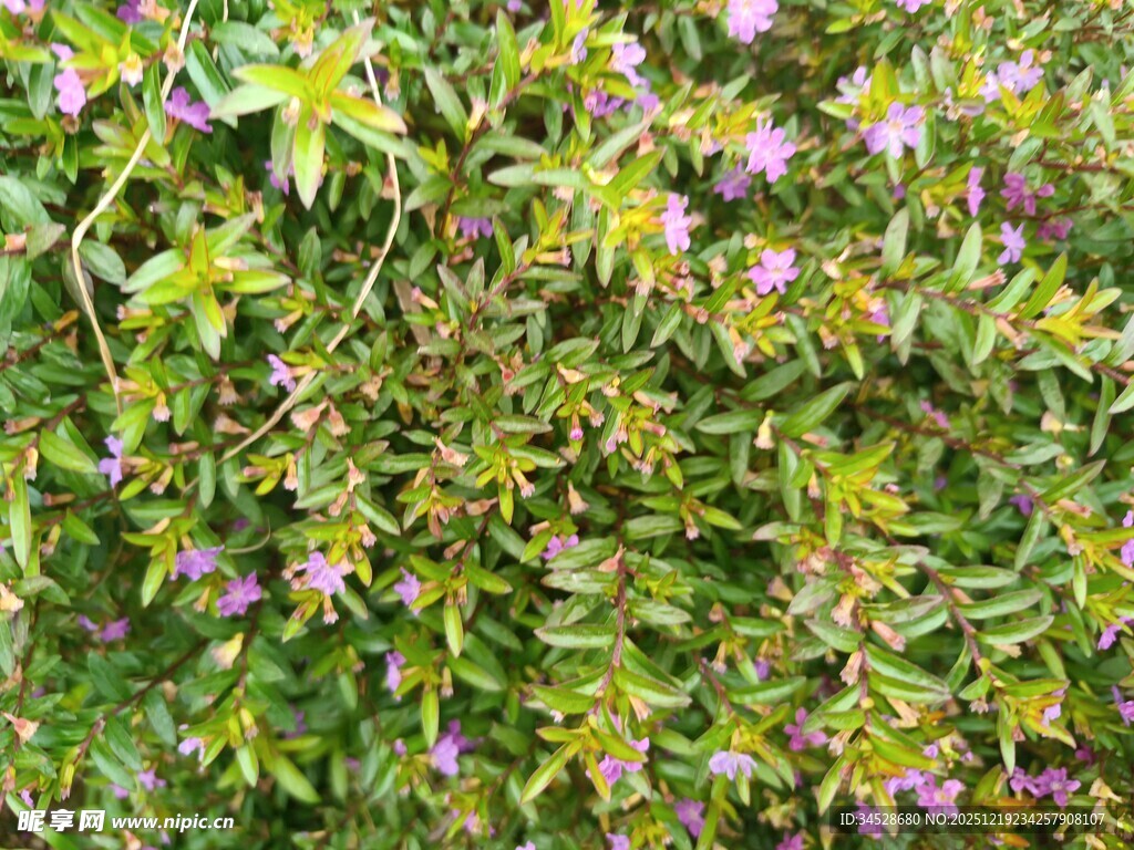繁茂绿植间的粉色小花