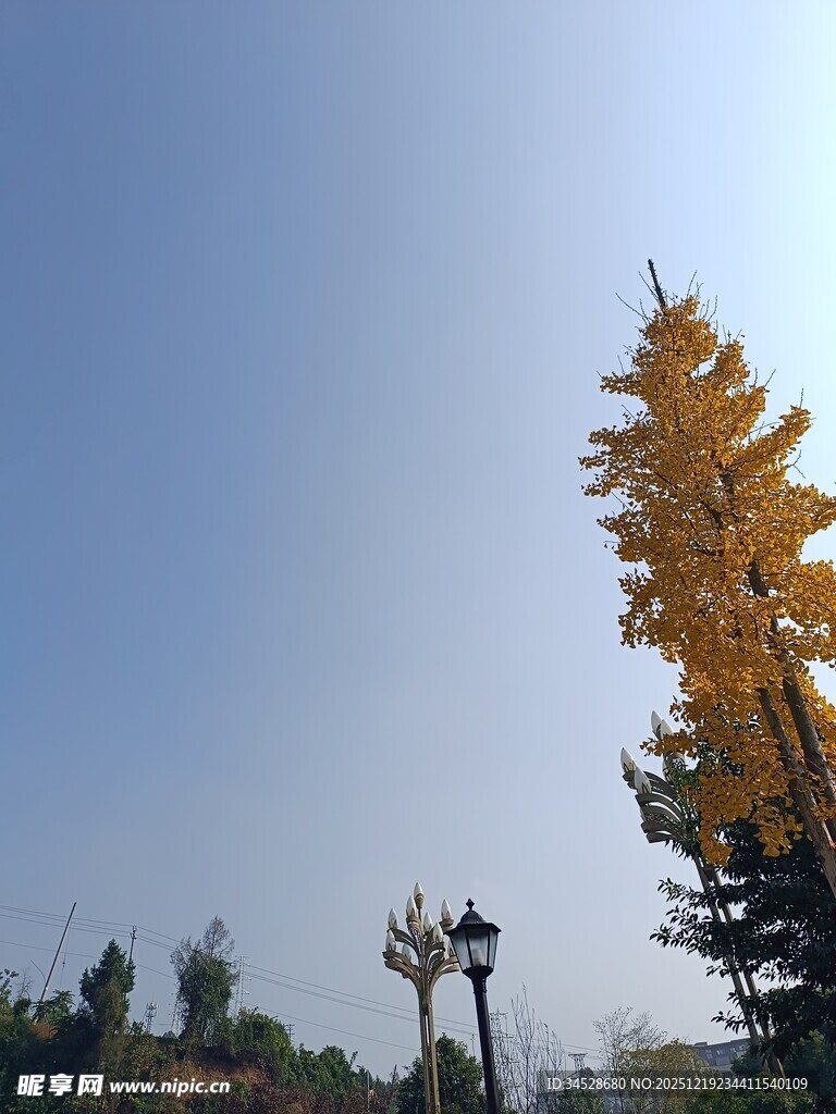 秋日银杏与路灯的景致