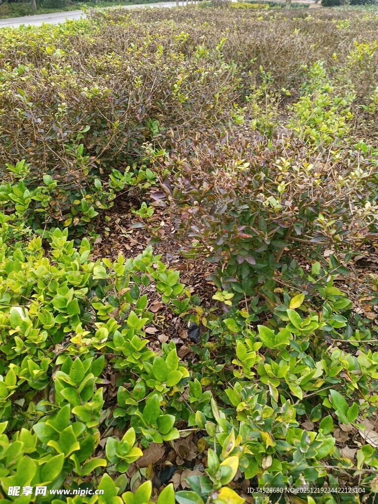 野外繁茂的绿色灌木丛