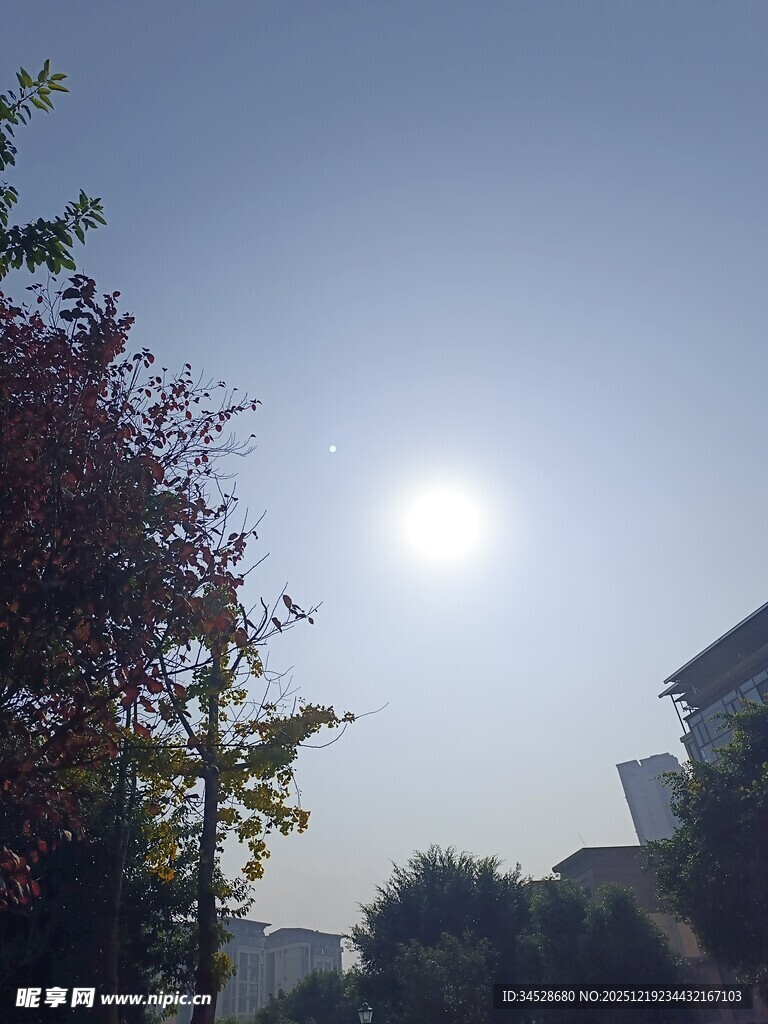 阳光下的树木与建筑