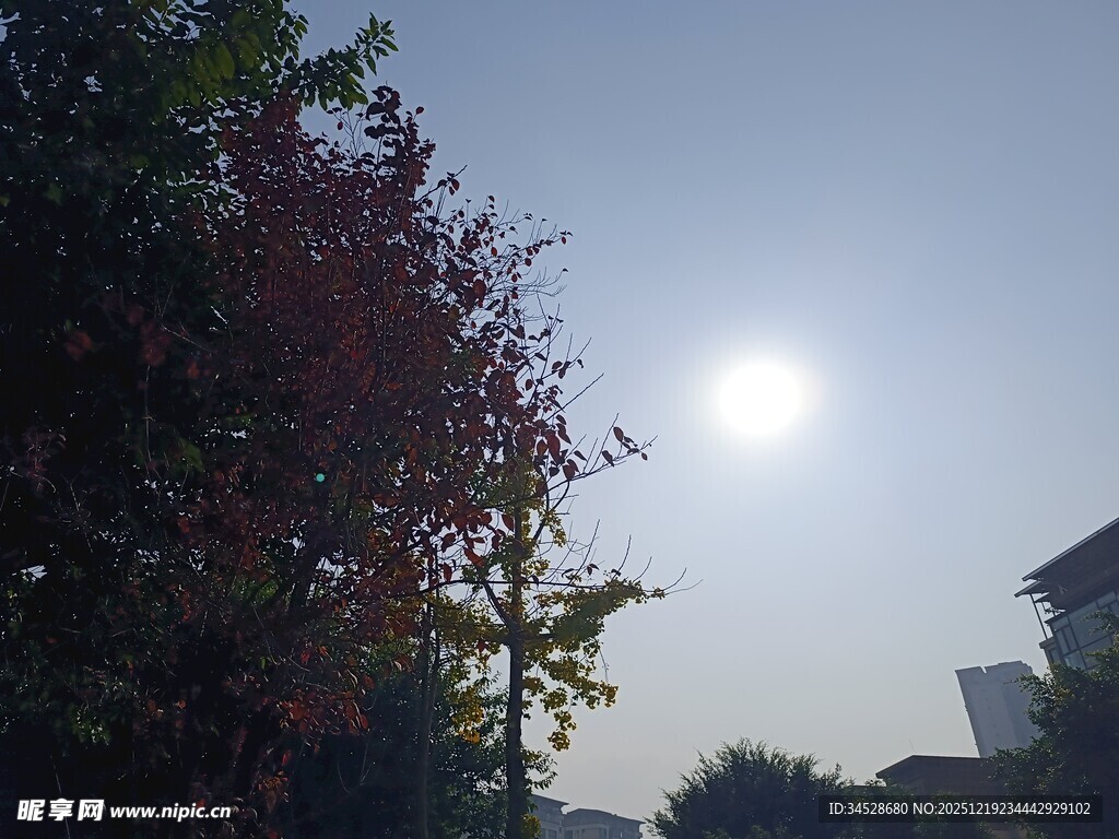 阳光下的树木与建筑景观