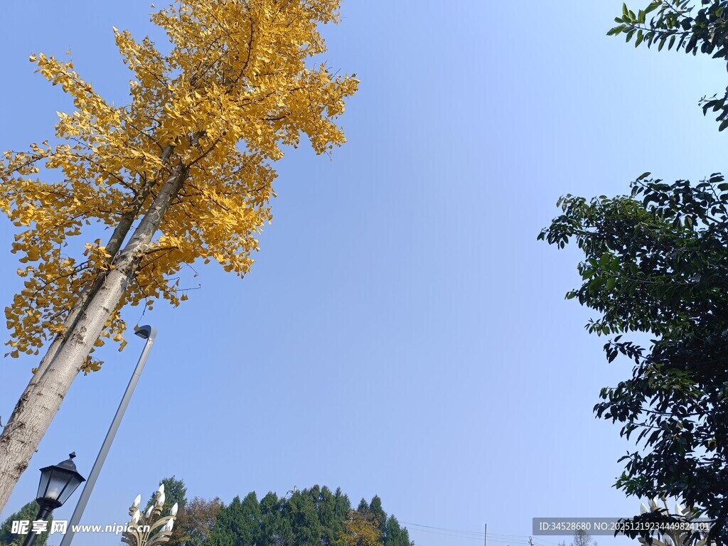 金黄银杏树立于蓝天之下