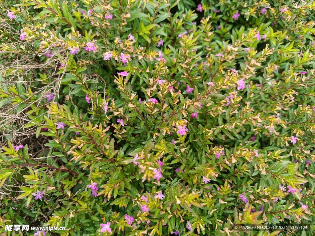 繁茂花丛中的多彩小花