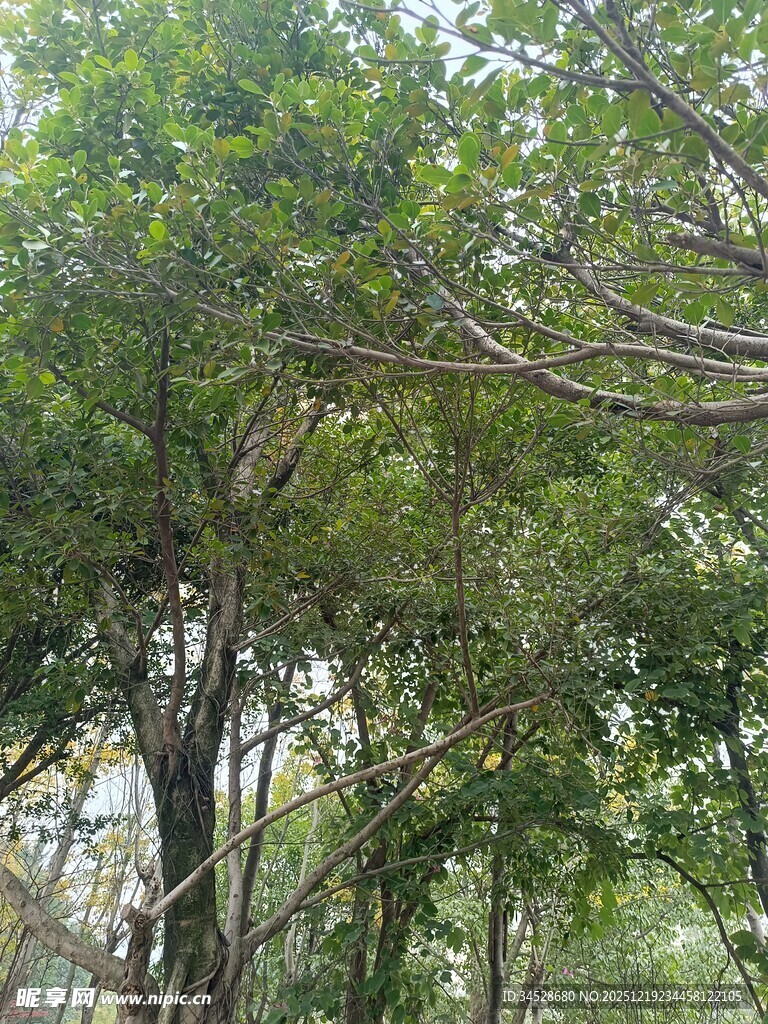 繁茂树林中的葱郁树冠