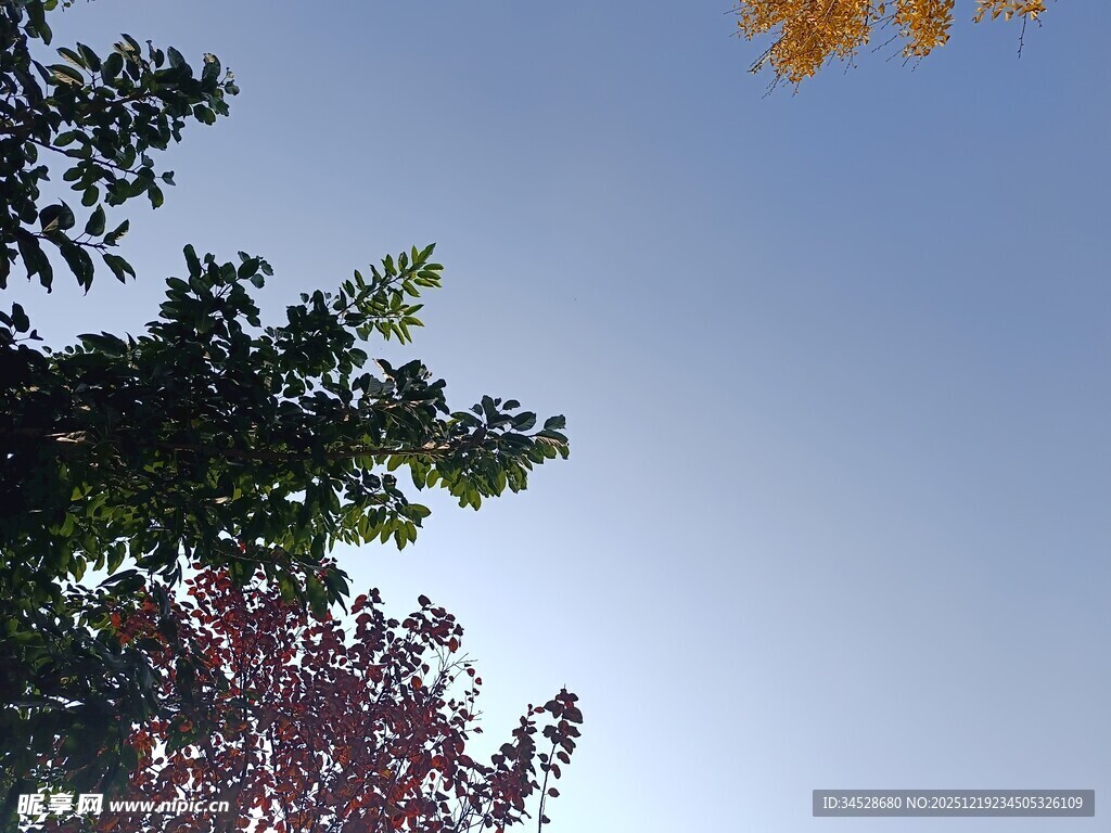 秋日树梢与晴朗天空