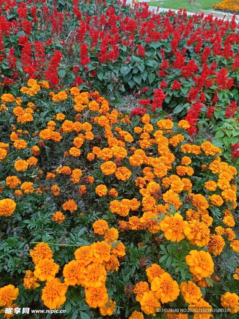 多彩花卉绽放美景