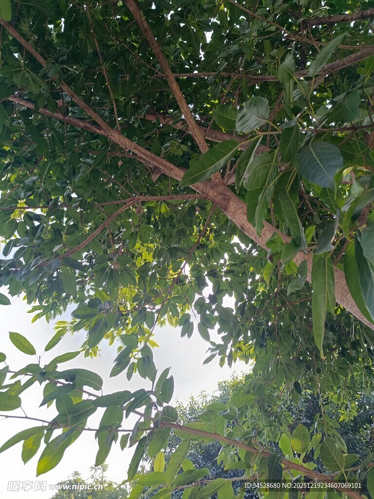 繁茂枝叶下的自然景致