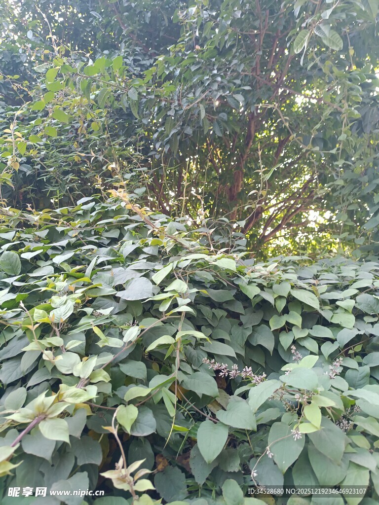 繁茂绿叶覆盖的植物景观