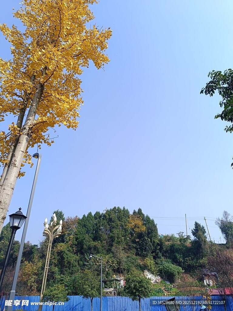 秋日金黄银杏与葱郁山林