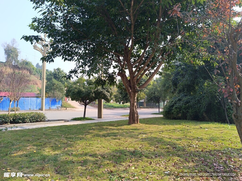 公园草地树木景致
