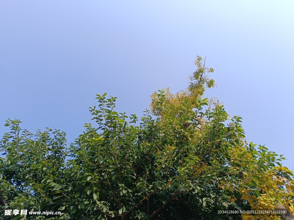 蓝天映衬下的葱郁树木