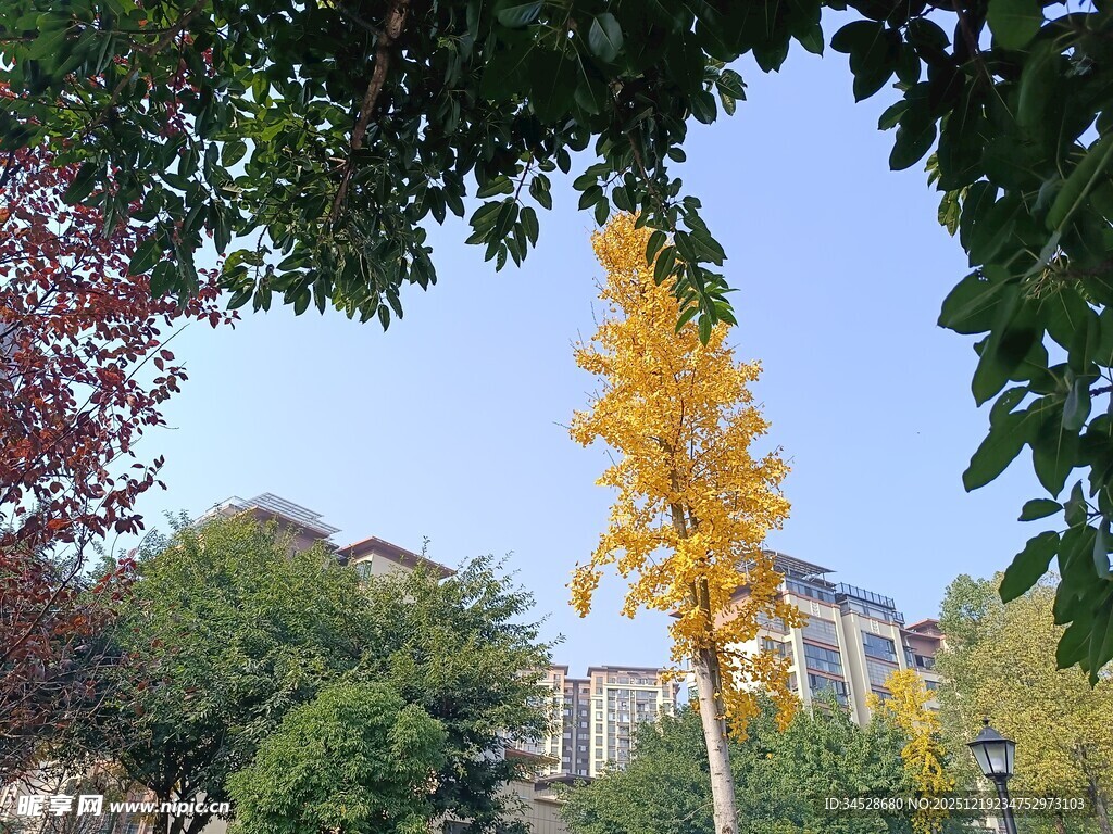 秋日银杏与周边景致