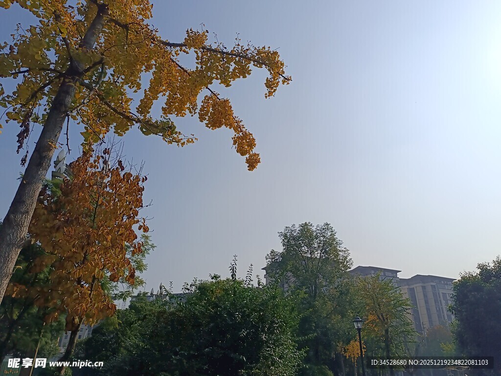 秋日树梢黄叶映蓝天