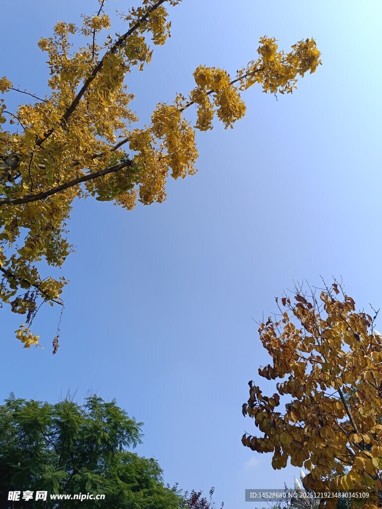 秋日枝头黄叶映蓝天