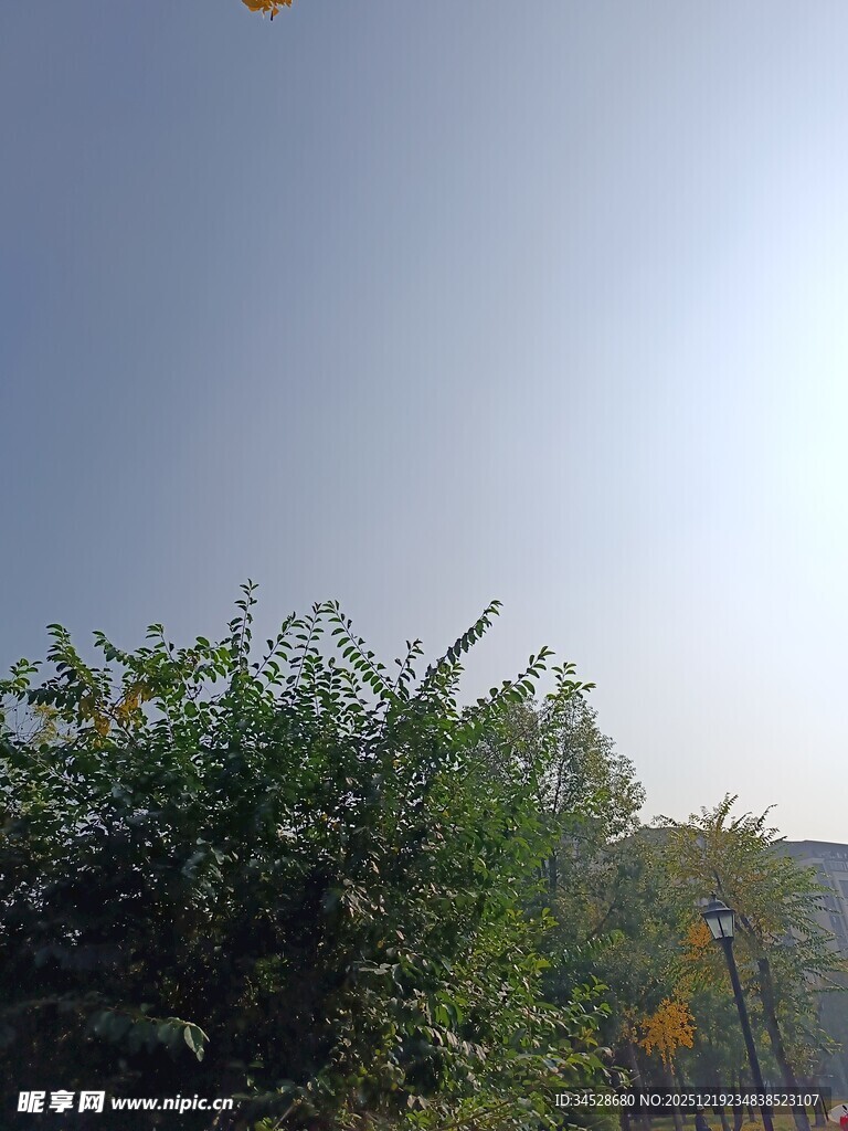 阳光下的绿植与蓝天