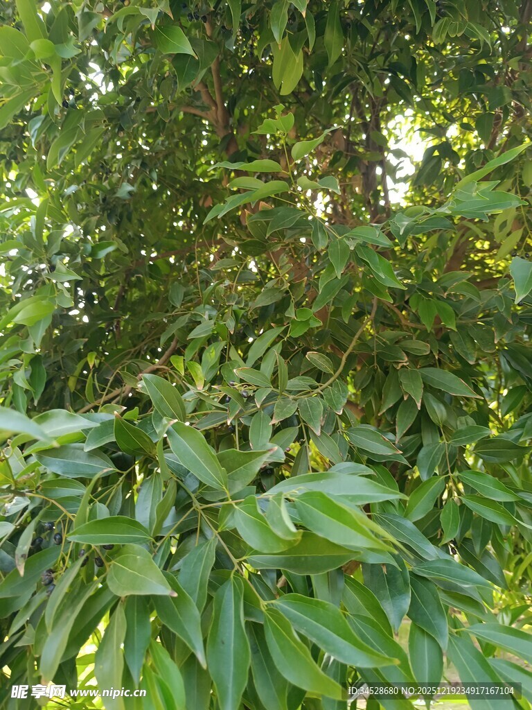 茂密绿叶植物景观