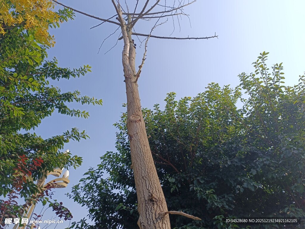 挺拔枯树与葱郁绿树相映