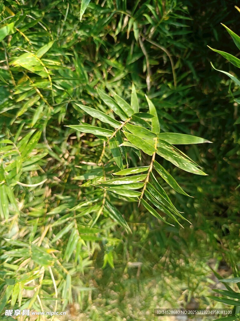 翠绿草丛中的细长叶片